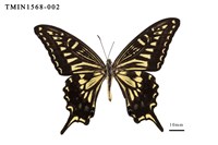 藏品(柑橘鳳蝶)的圖片